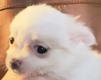 processed/54eba3fd-a66a-4e69-87a1-4cc8e137c97b/listing/49942548-0bea-49b6-8c08-8b7bde9a56b8/10526435-29c8-40ac-be00-9ebcf8658f8f