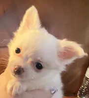 processed/54eba3fd-a66a-4e69-87a1-4cc8e137c97b/listing/49942548-0bea-49b6-8c08-8b7bde9a56b8/3b1e08e0-da4b-4234-b2d6-92b7d2eacd05