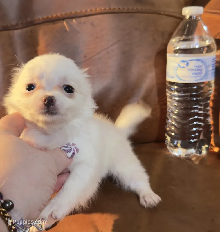 LH Chi3 AppleHead Female