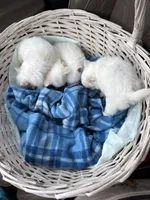 processed/54eba3fd-a66a-4e69-87a1-4cc8e137c97b/listing/49942548-0bea-49b6-8c08-8b7bde9a56b8/e6120922-6e45-402c-b271-90e46215b43e