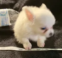 Applehead Longhair F1, a female Chihuahua for sale in Bowling Green, KY – 4 of 8