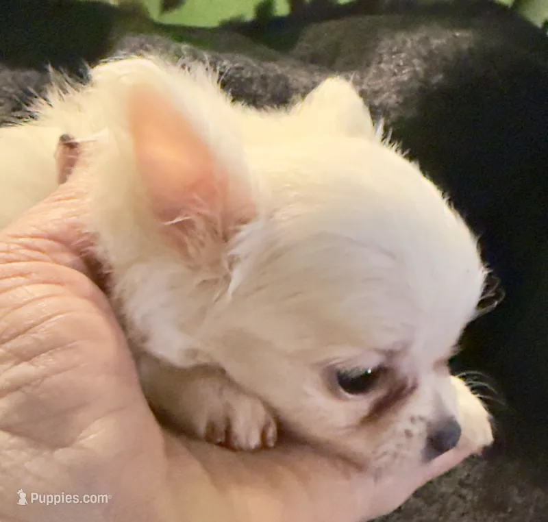 Applehead Longhair F1 – Chihuahua puppy for sale in Bowling Green, KY