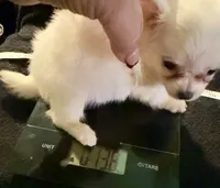 Applehead Longhair F1, a female Chihuahua for sale in Bowling Green, KY – 3 of 8