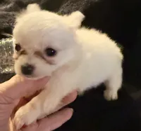 Applehead Longhair F1, a female Chihuahua for sale in Bowling Green, KY – 8 of 8