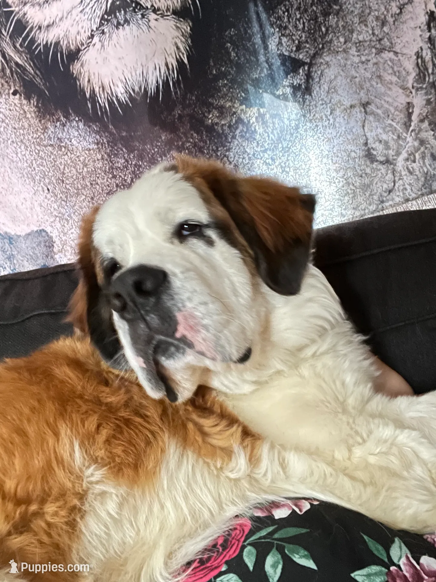 processed/54eba3fd-a66a-4e69-87a1-4cc8e137c97b/listing/75889fb6-20af-454f-9d94-77a612878ed6/15b53e03-1335-452c-ba86-7c9435d19f27