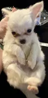 Applehead Longhair M2, a male Chihuahua for sale in Bowling Green, KY – 7 of 8