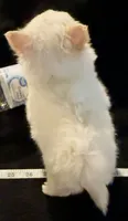 Applehead Longhair F2, a female Chihuahua for sale in Bowling Green, KY – 5 of 6