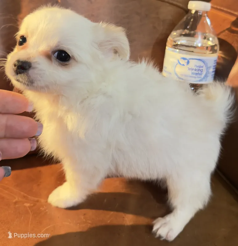 LH Chi1 AppleHead Male