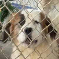 Beautiful “1/2 Face” Saint5 Female, a female Saint Bernard for sale in Bowling Green, KY – Photo 2 of 10