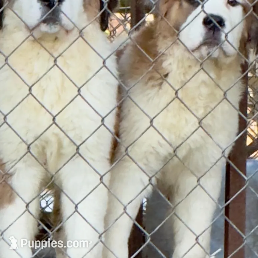 Recessive “1/2 Face” Saint5 Female – Saint Bernard puppy for sale in Bowling Green, KY