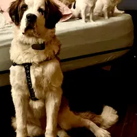 Half-Faced Saint5 Female, a male Saint Bernard for sale in Bowling Green, KY – Photo 9 of 10