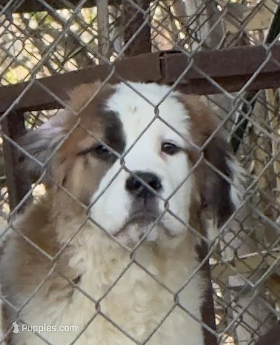 Beautiful “1/2 Face” Saint5 Female – Saint Bernard puppy for sale in Bowling Green, KY