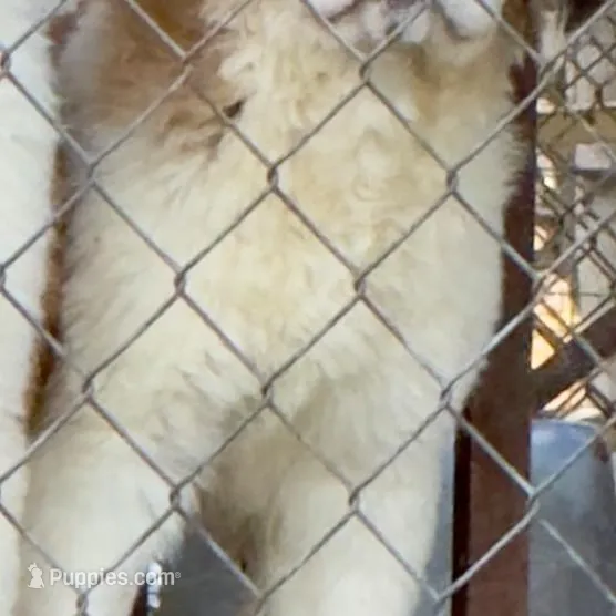 Recessive “1/2 Face” Saint5 Female – Saint Bernard puppy for sale in Bowling Green, KY