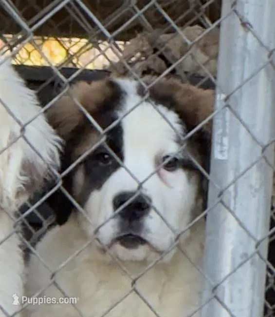 Recessive “1/2 Face” Saint5 Female – Saint Bernard puppy for sale in Bowling Green, KY