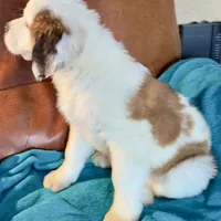 Half-Faced Saint5 Female, a male Saint Bernard for sale in Bowling Green, KY – Photo 3 of 10