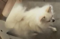 processed/54eba3fd-a66a-4e69-87a1-4cc8e137c97b/listing/955fc0e0-56c2-454b-b20c-471529a7857b/596f7a6a-d983-4cb9-9370-45d08c4f6113