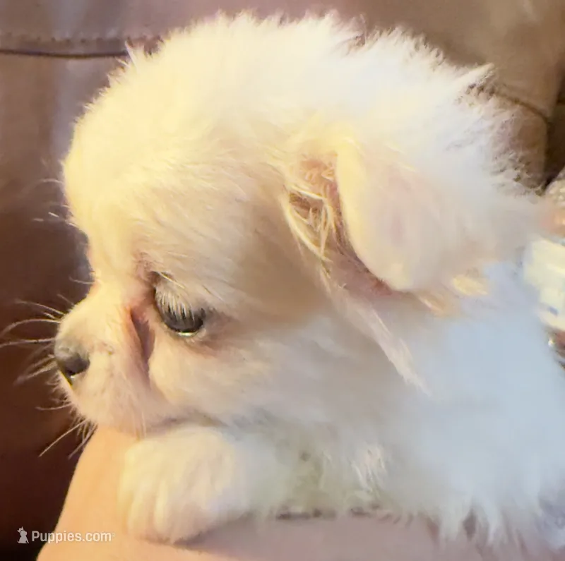 LH Chi5 AppleHead Female