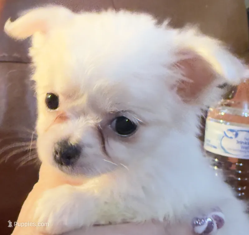 LH Chi5 AppleHead Female