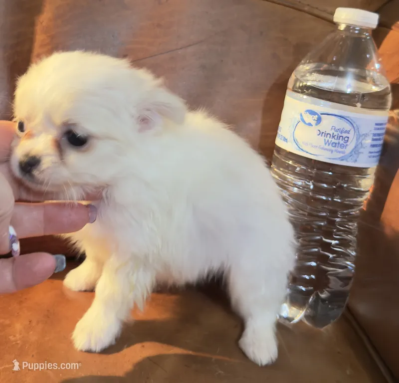 LH Chi5 AppleHead Female