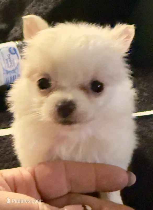 Applehead Longhair F2 – Chihuahua puppy for sale in Bowling Green, KY