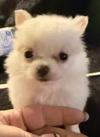 Applehead Longhair F2, a female Chihuahua for sale in Bowling Green, KY – 1 of 6