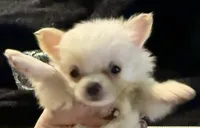 Applehead Longhair F2, a female Chihuahua for sale in Bowling Green, KY – 6 of 6
