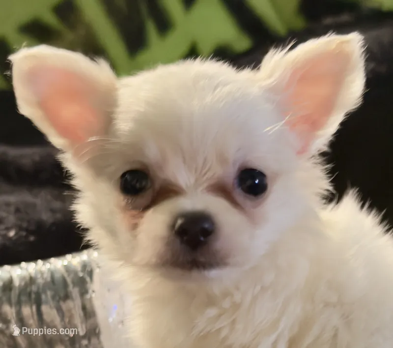Applehead Longhair M2 – Chihuahua puppy for sale in Bowling Green, KY