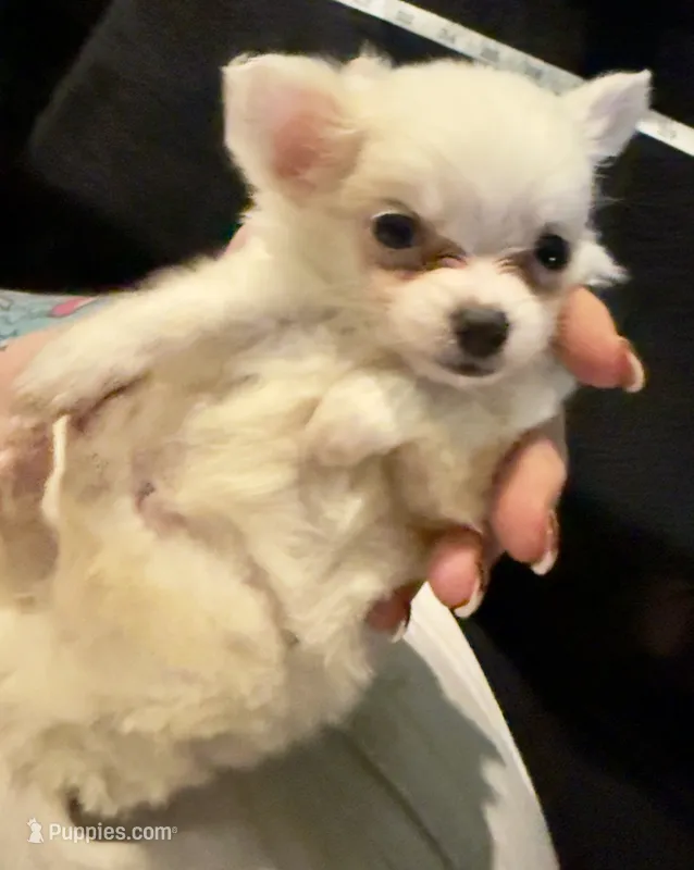 Applehead Longhair M2 – Chihuahua puppy for sale in Bowling Green, KY
