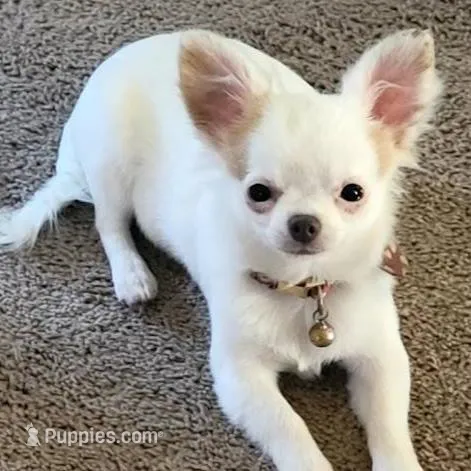 Sushi AppleHead LH F Chi, a female Chihuahua for sale in Bowling Green, KY – Photo 6 of 10