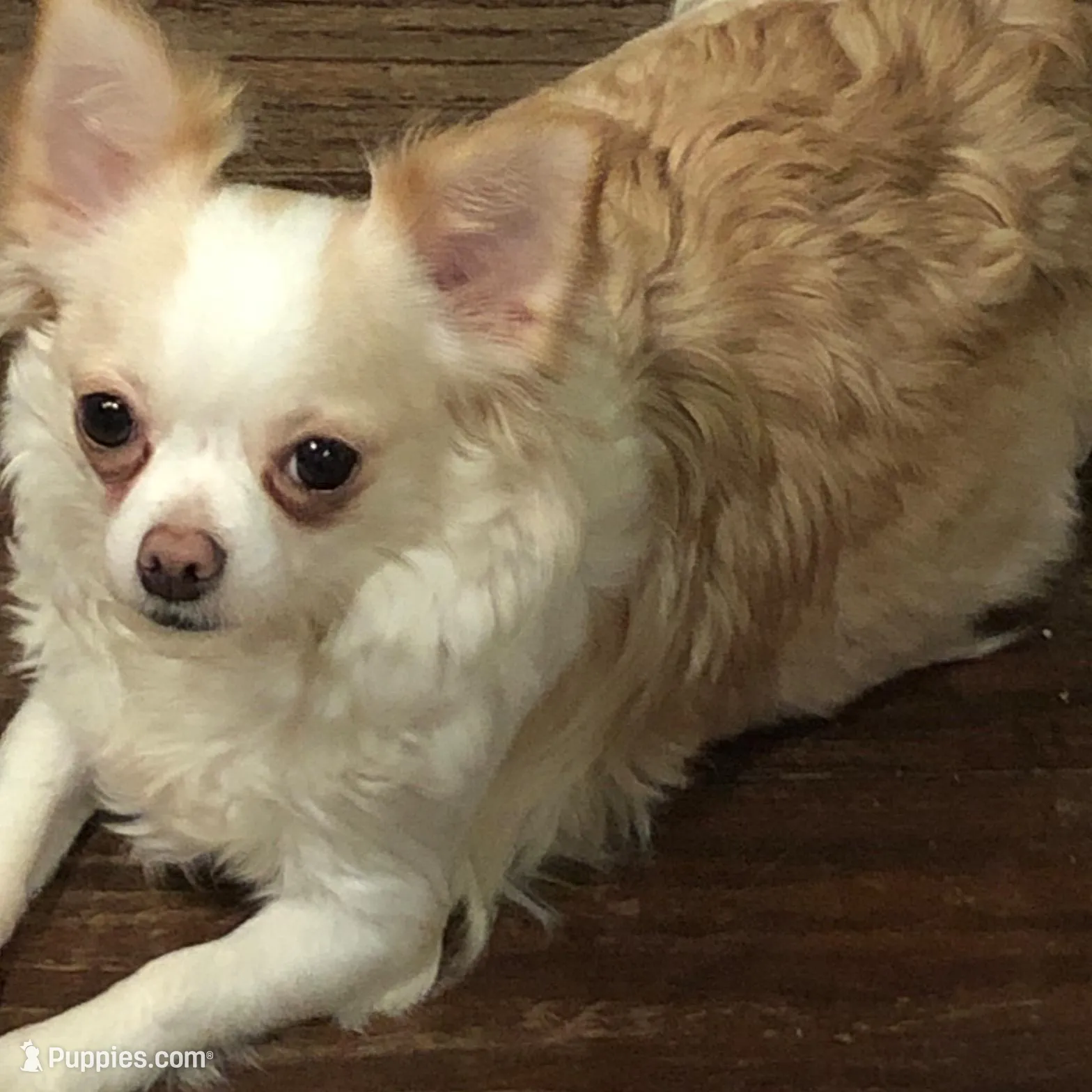 Sushi AppleHead LH F Chi, a female Chihuahua for sale in Bowling Green, KY – Photo 7 of 10