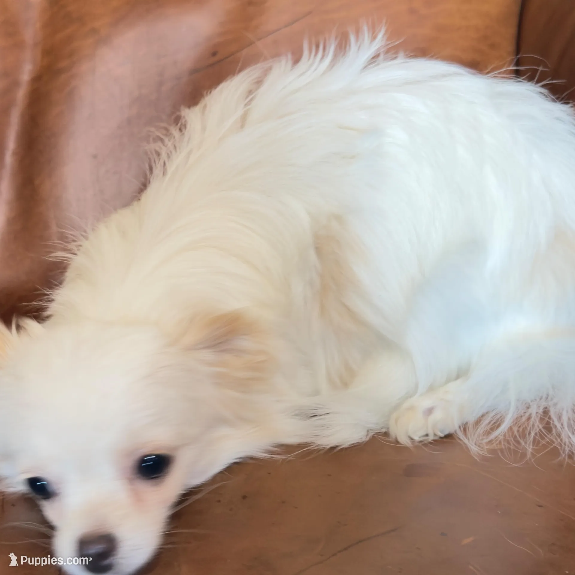 Sushi AppleHead LH F Chi, a female Chihuahua for sale in Bowling Green, KY – Photo 3 of 10