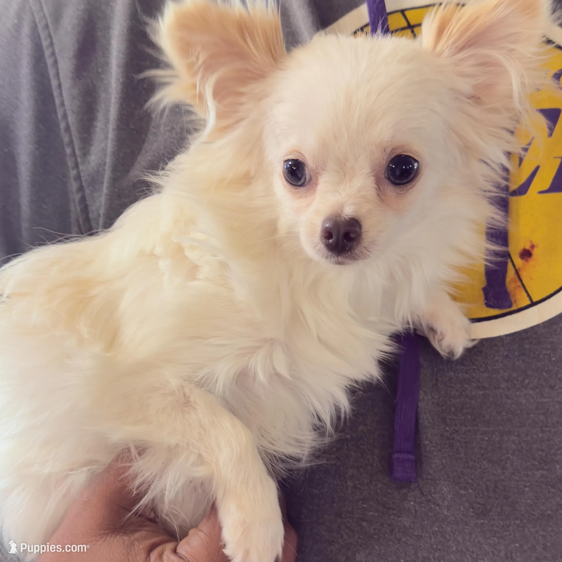 Sushi AppleHead LH F Chi