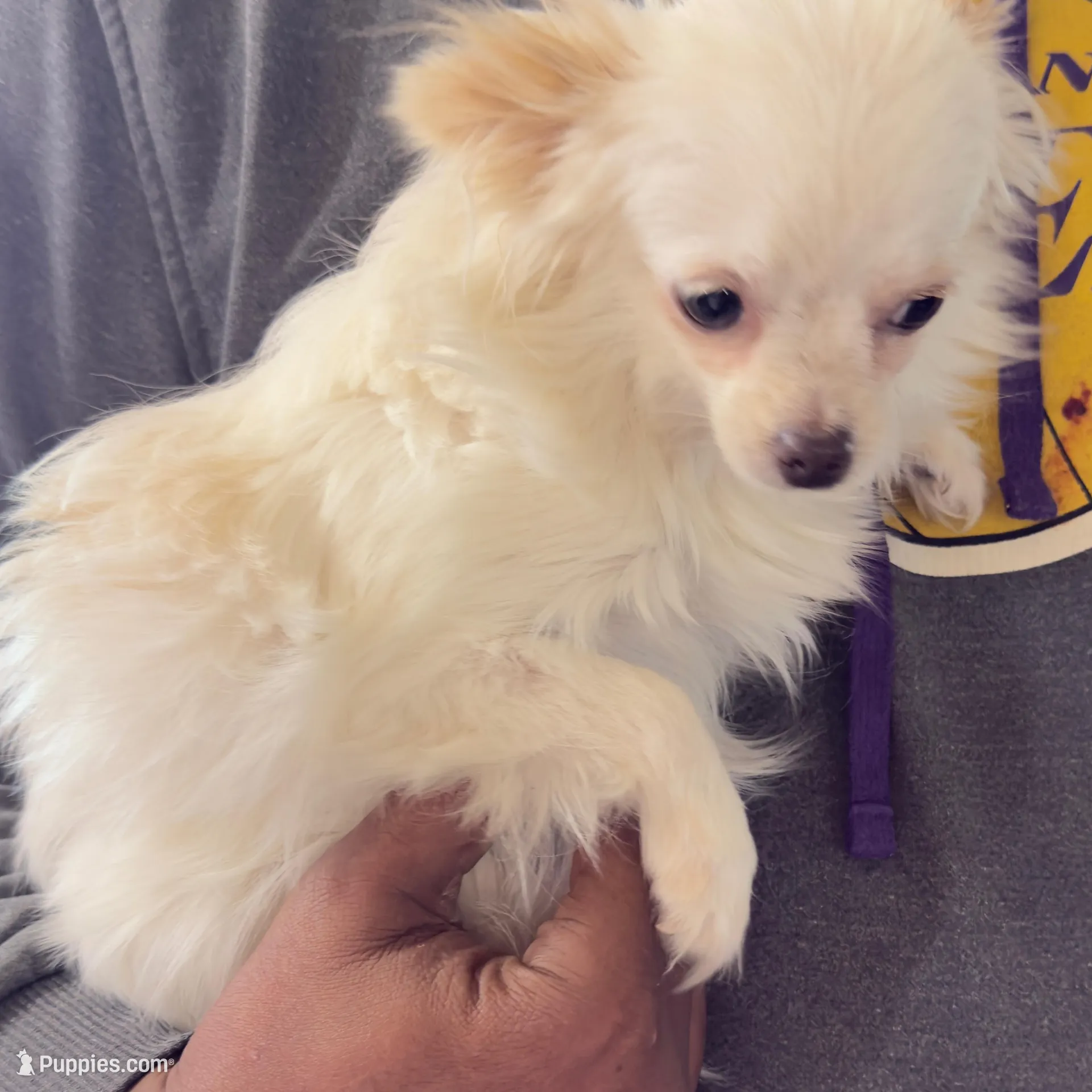 Sushi AppleHead LH F Chi, a female Chihuahua for sale in Bowling Green, KY – Photo 4 of 10