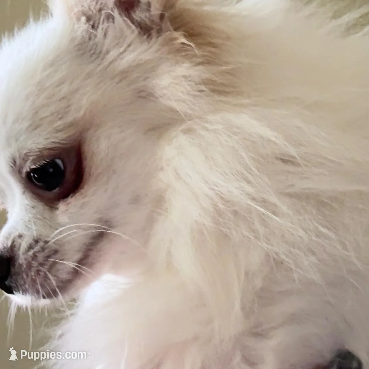 Sushi AppleHead LH F Chi, a female Chihuahua for sale in Bowling Green, KY – Photo 8 of 10