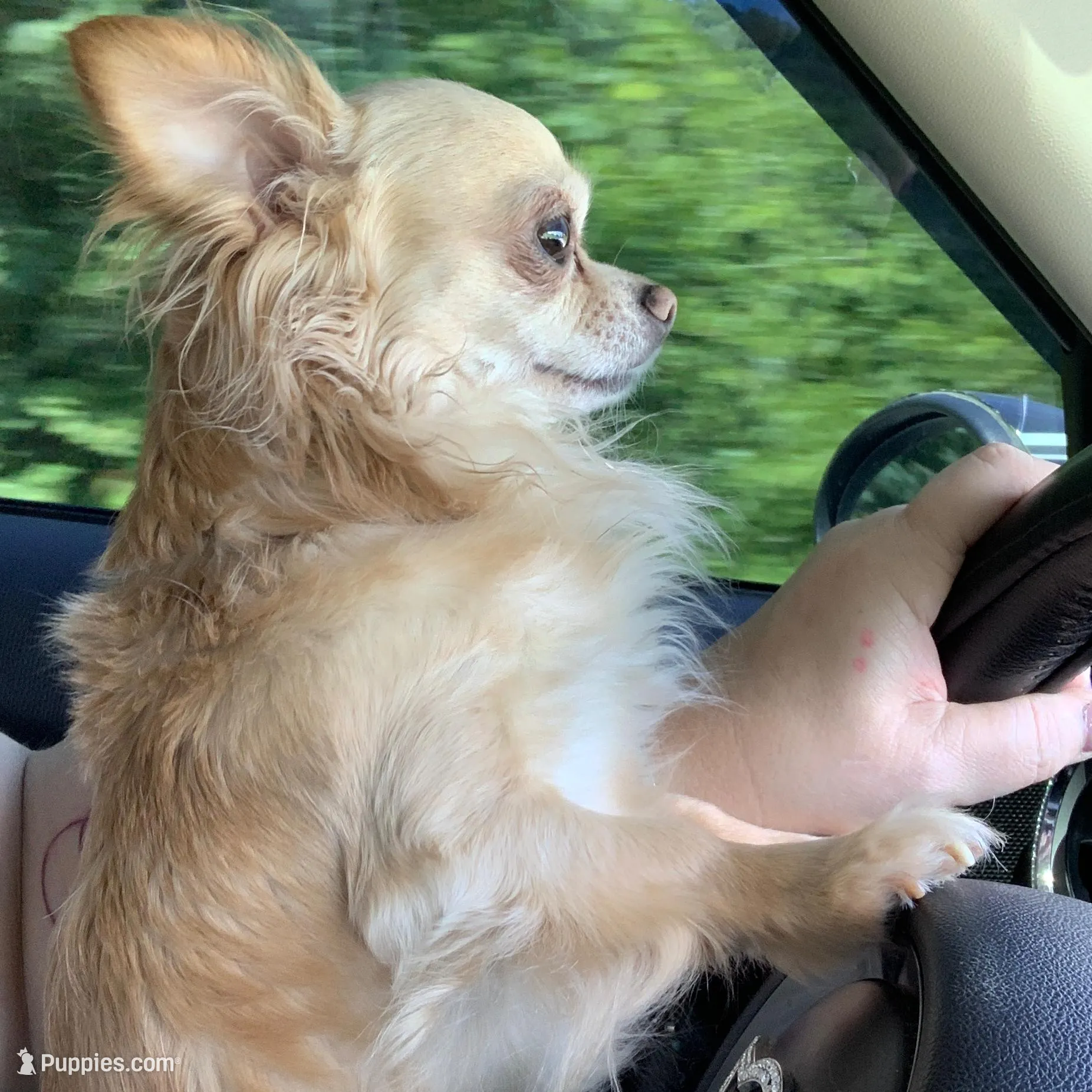 Sushi AppleHead LH F Chi, a female Chihuahua for sale in Bowling Green, KY – Photo 10 of 10