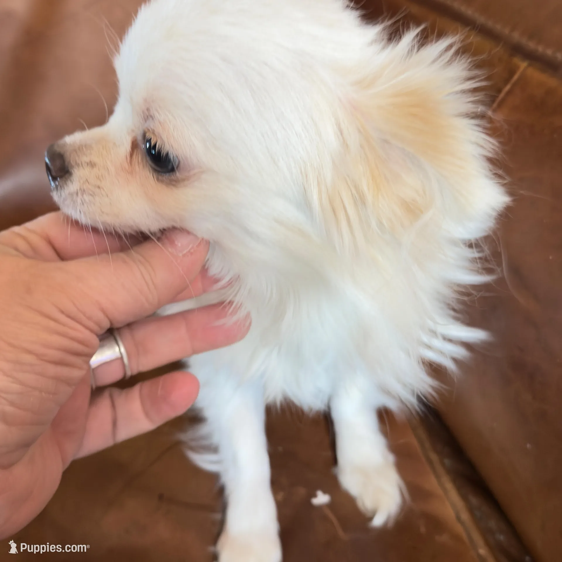 Sushi AppleHead LH F Chi, a female Chihuahua for sale in Bowling Green, KY – Photo 5 of 10