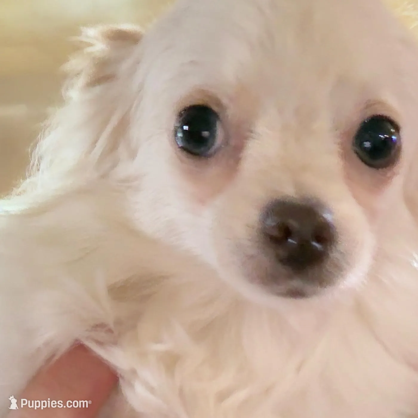 Sushi AppleHead LH F Chi, a female Chihuahua for sale in Bowling Green, KY – Photo 2 of 10