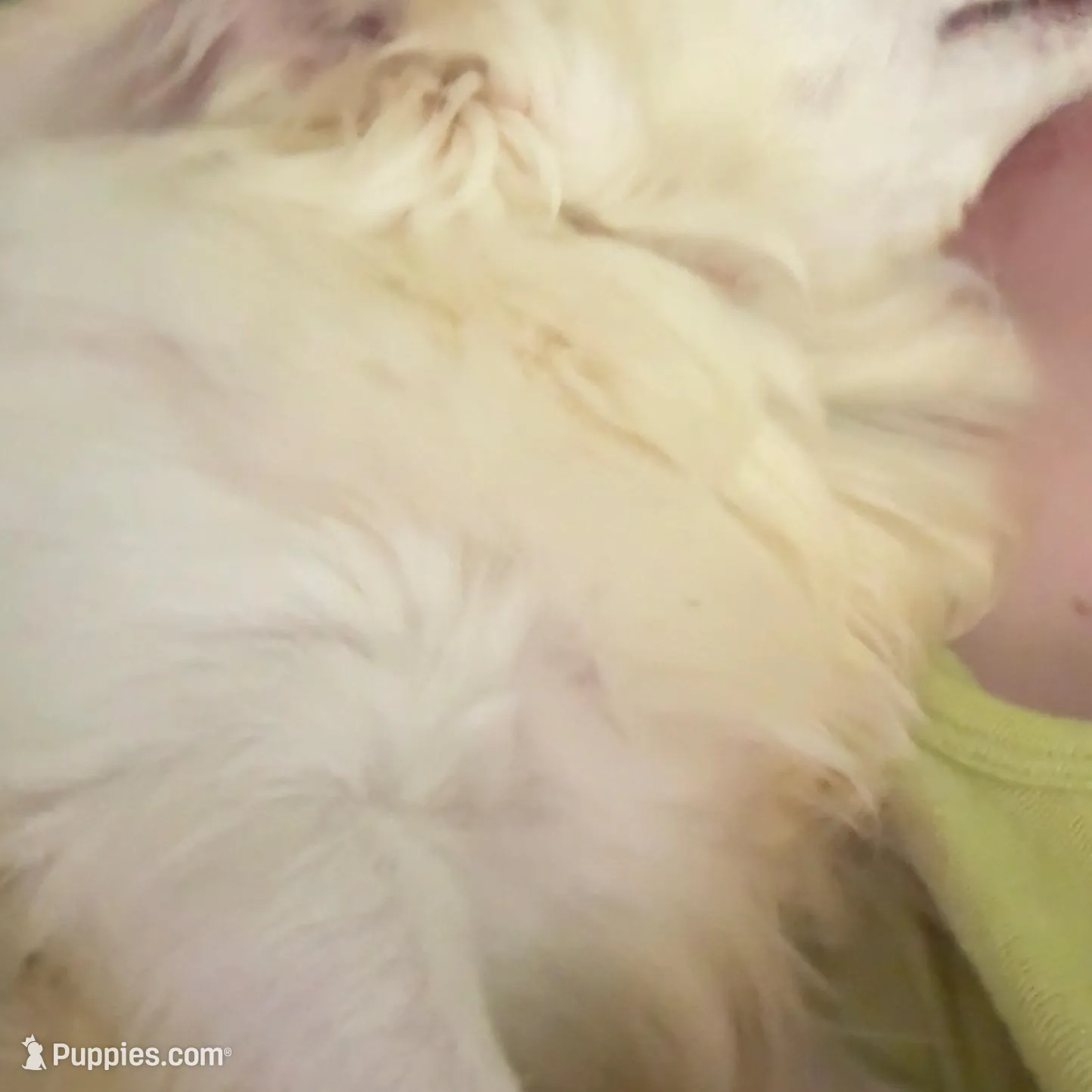 Sushi AppleHead LH F Chi, a female Chihuahua for sale in Bowling Green, KY – Photo 9 of 10