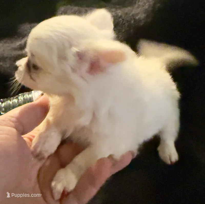 Applehead Longhair F1 – Chihuahua puppy for sale in Bowling Green, KY