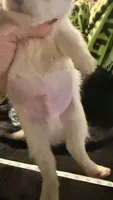 Applehead Longhair M1, a male Chihuahua for sale in Bowling Green, KY – 4 of 6
