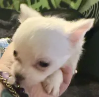 Applehead Longhair M1, a male Chihuahua for sale in Bowling Green, KY – 3 of 6