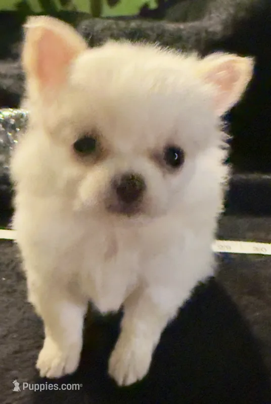 Applehead Longhair F2 – Chihuahua puppy for sale in Bowling Green, KY
