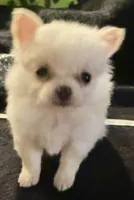 Applehead Longhair F2, a female Chihuahua for sale in Bowling Green, KY – 4 of 6