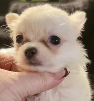 Applehead Longhair M2, a male Chihuahua for sale in Bowling Green, KY – 3 of 8