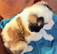 Recessive “3/4 face” Saint12 Male, a male Saint Bernard for sale in Bowling Green, KY – Photo 6 of 10