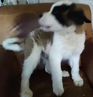 Recessive “3/4 face” Saint12 Male, a male Saint Bernard for sale in Bowling Green, KY – Photo 3 of 10