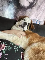 Recessive “3/4 face” Saint12 Male, a male Saint Bernard for sale in Bowling Green, KY – Photo 9 of 10