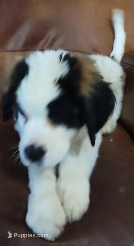Recessive “3/4 face” Saint12 Male – Saint Bernard puppy for sale in Bowling Green, KY