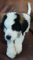 Recessive “3/4 face” Saint12 Male, a male Saint Bernard for sale in Bowling Green, KY – Photo 1 of 10
