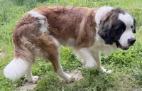 Recessive “3/4 face” Saint12 Male, a male Saint Bernard for sale in Bowling Green, KY – Photo 10 of 10